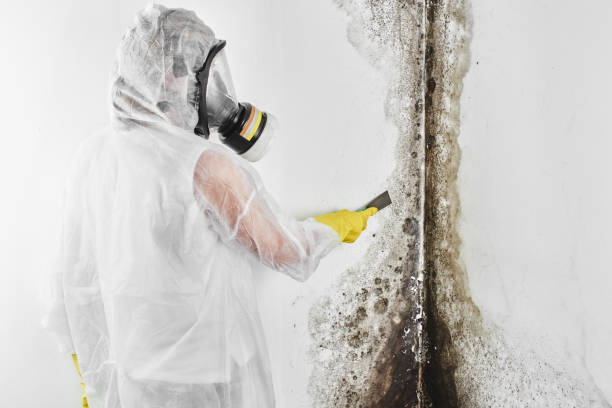 Best Residential Mold Remediation in Frederick, MD