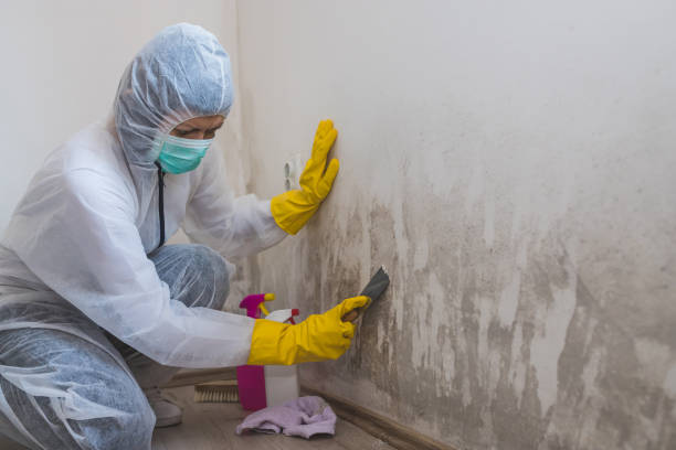 Best Health and Safety Mold Remediation in Frederick, MD