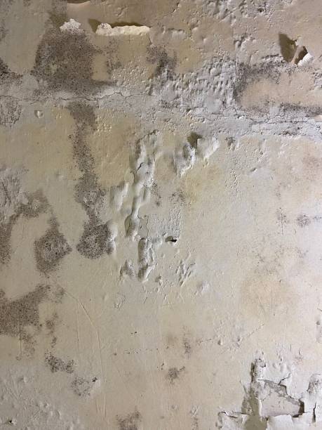 Best DIY Mold Remediation Support Services in Frederick, MD