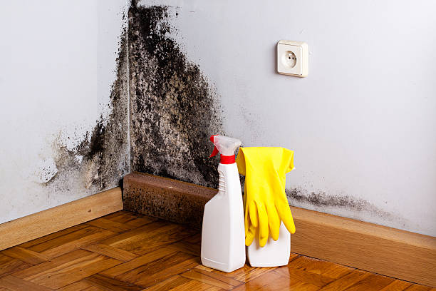 Best Mold Remediation for Specific Building Types in Frederick, MD