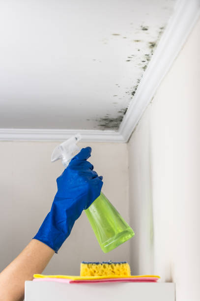 Best White Mold Remediation in Frederick, MD