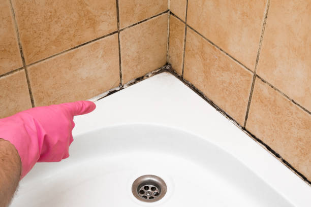 Best Emergency Mold Remediation in Frederick, MD