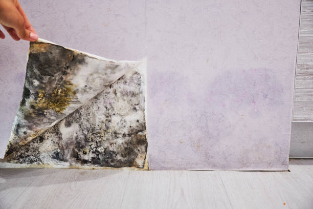 Trusted Frederick, MD Mold Remediation Experts